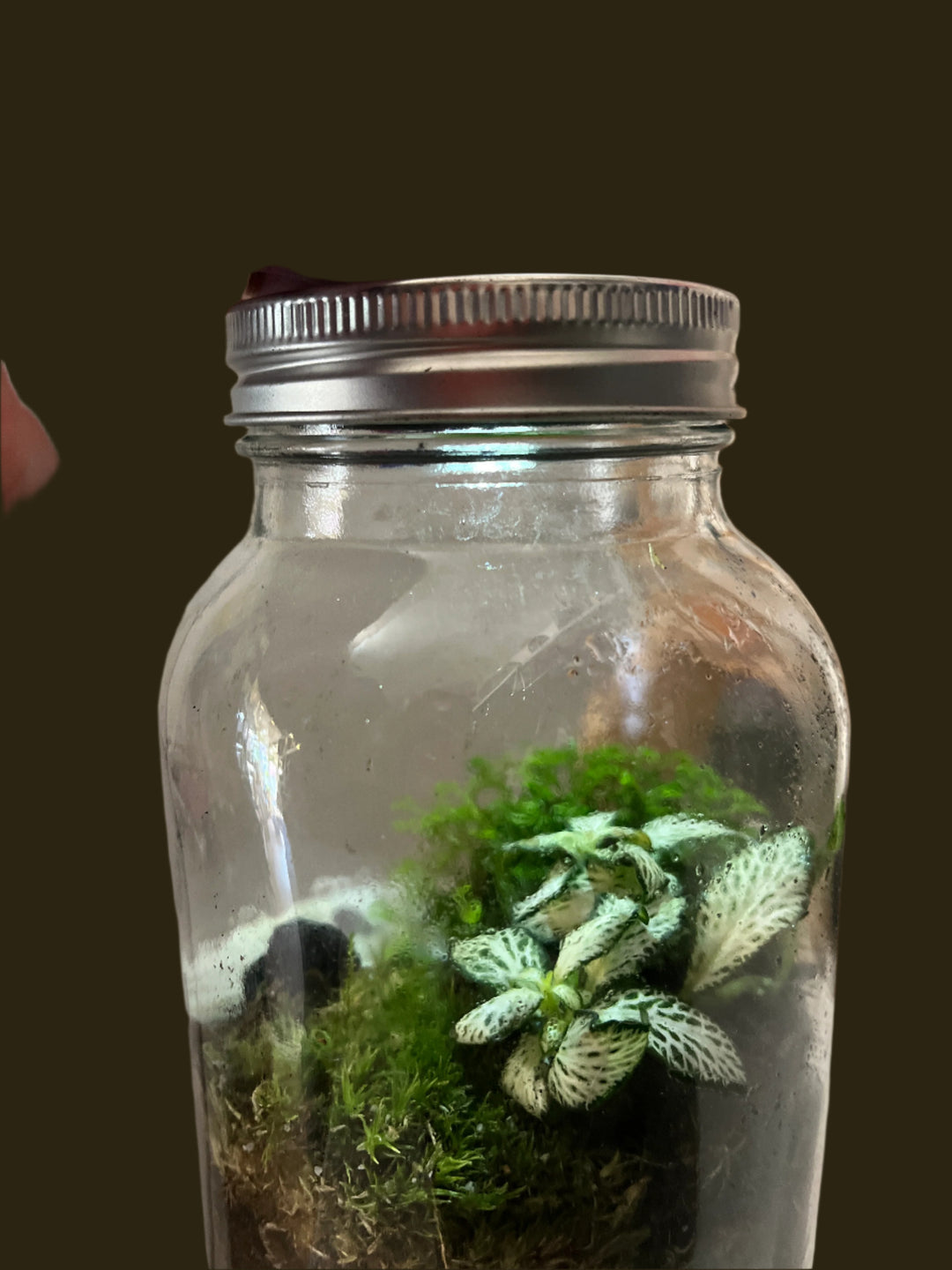 Light up jar Plant Studio Terrarium