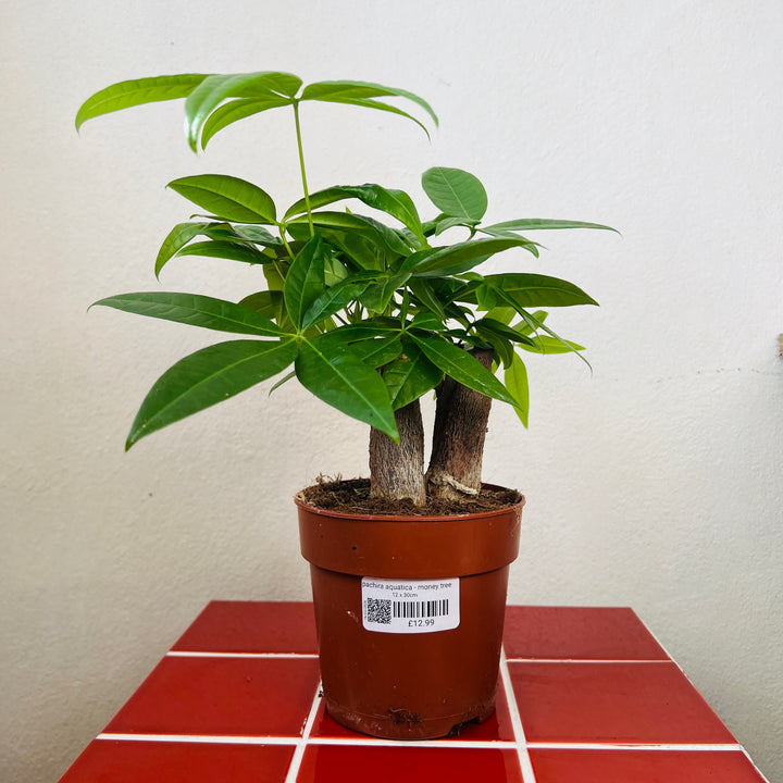 Pachira aquatica - Money Tree