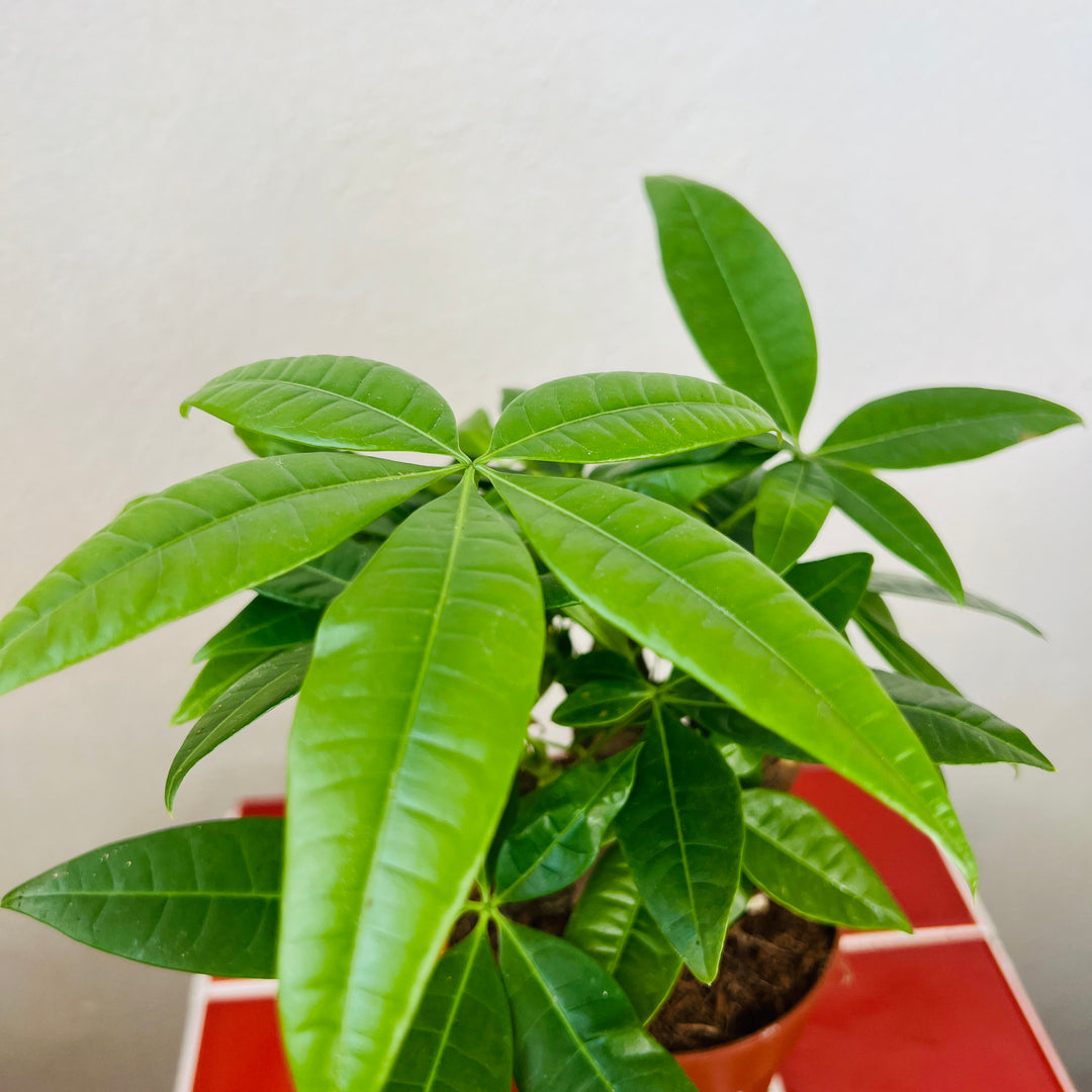 Pachira aquatica - Money Tree