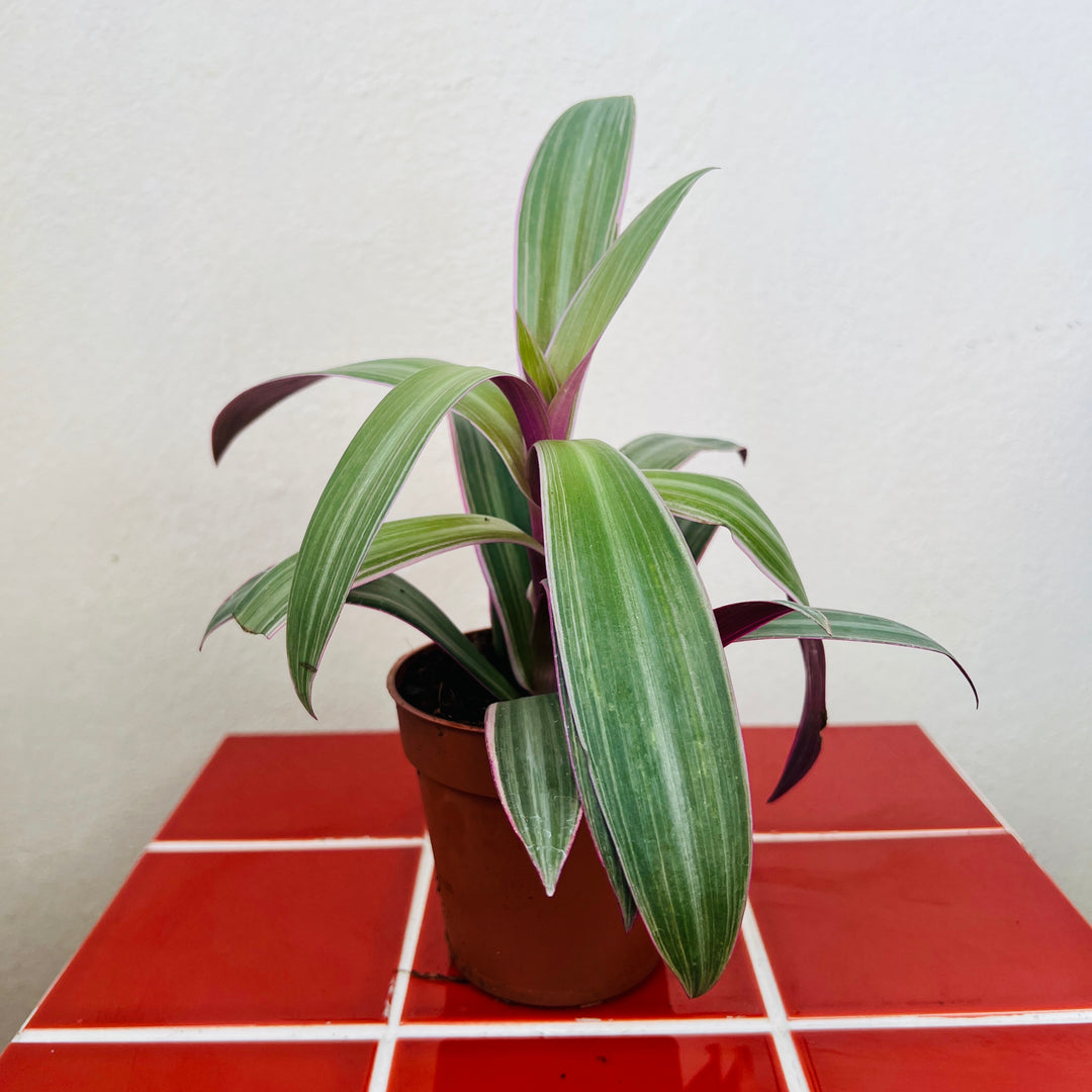 Tradescantia spathacea- Moses in the Cradle