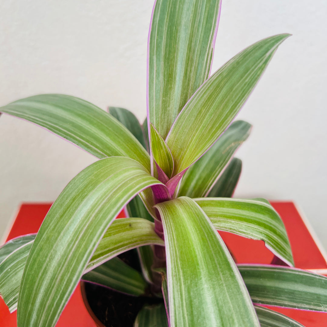 Tradescantia spathacea- Moses in the Cradle