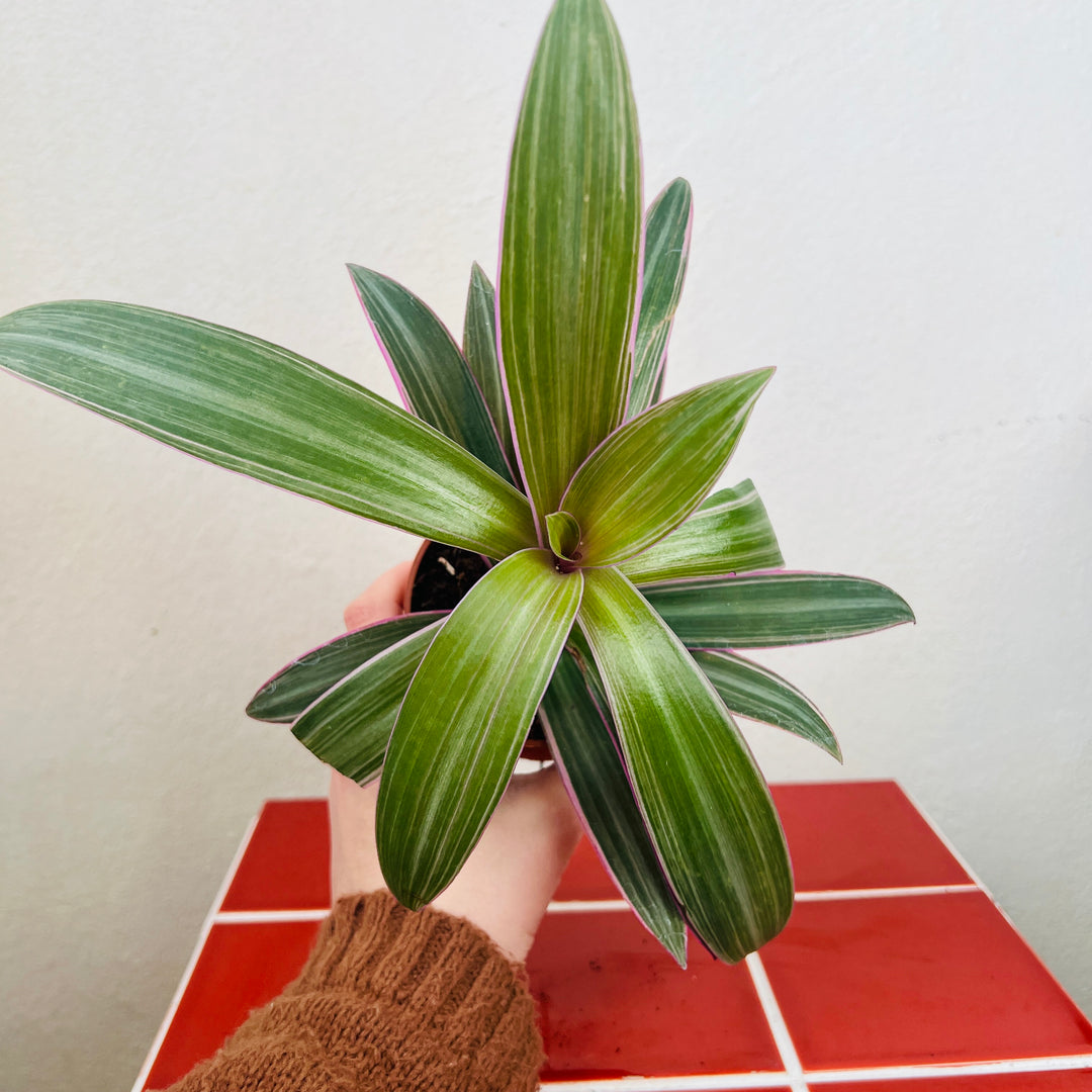 Tradescantia spathacea- Moses in the Cradle