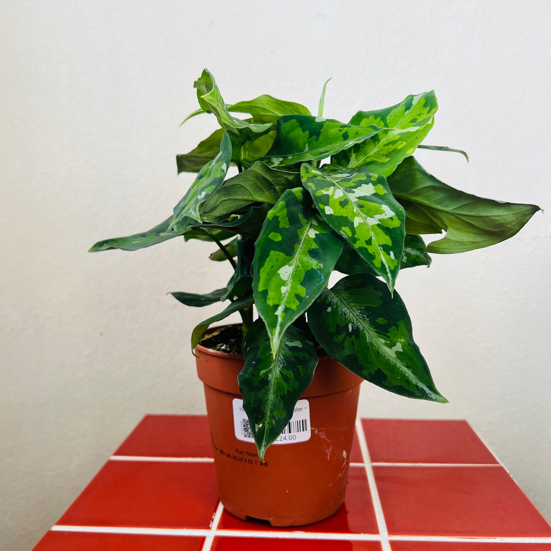 Aglaonema pictum ‘Tricolor – Chinese Evergreen