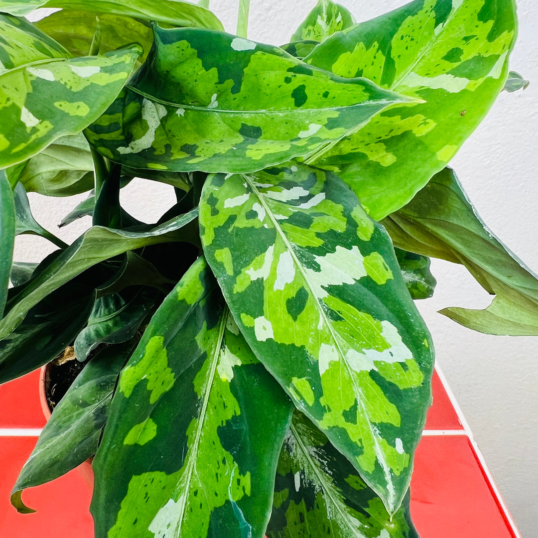 Aglaonema pictum ‘Tricolor – Chinese Evergreen