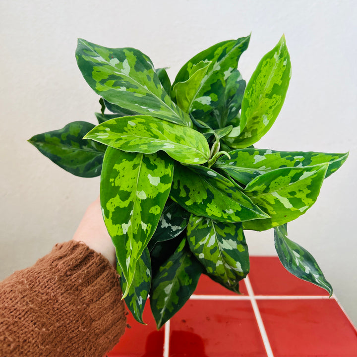 Aglaonema pictum ‘Tricolor – Chinese Evergreen