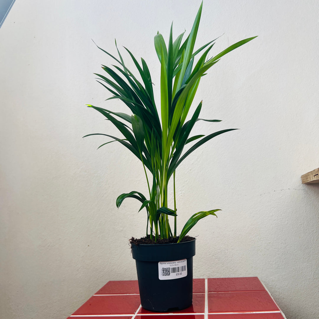 Dypsis Lutescens - Areca Palm -Butterfly Palm