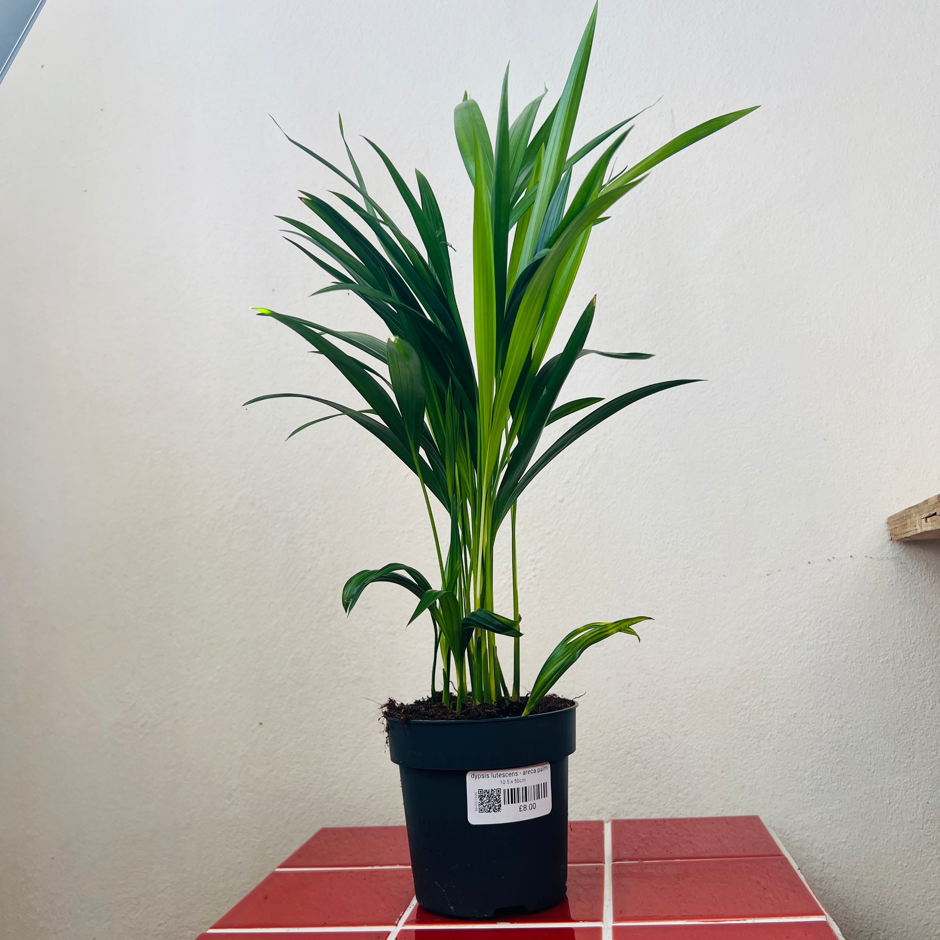 Houseplants