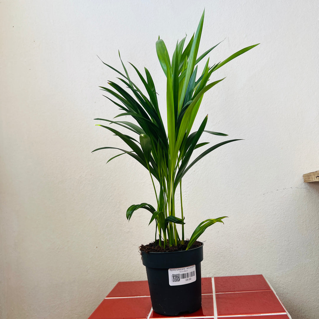 Dypsis Lutescens - Areca Palm -Butterfly Palm