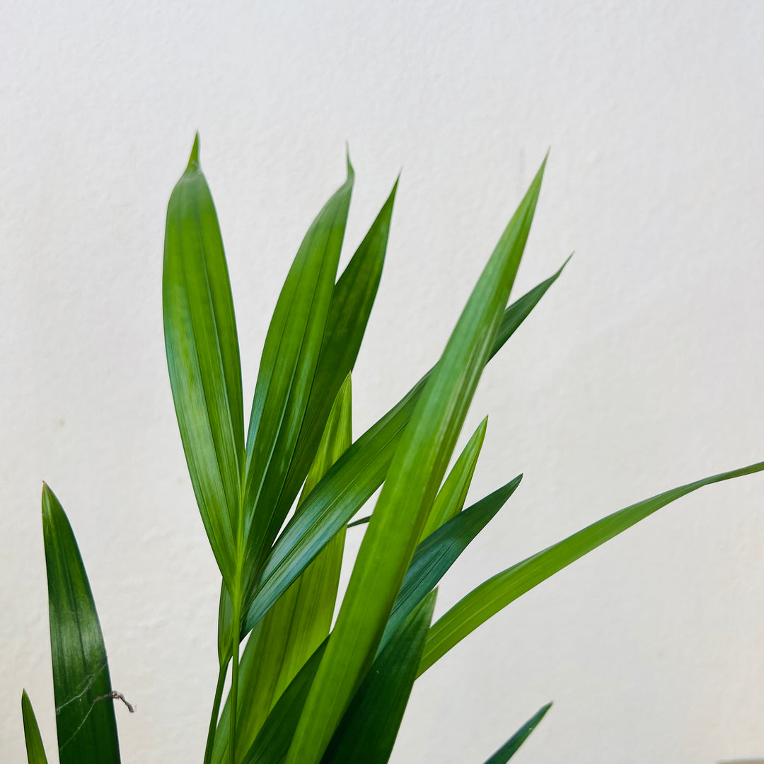 Dypsis Lutescens - Areca Palm -Butterfly Palm