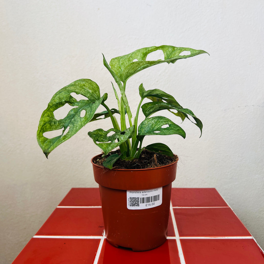 Monstera Adansonii mint - Variegated Monkey Mask