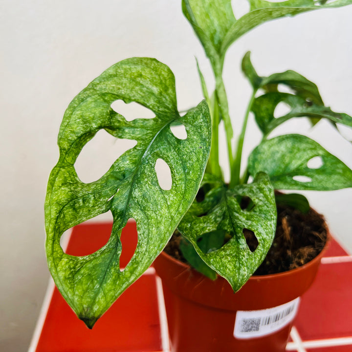 Monstera Adansonii mint - Variegated Monkey Mask