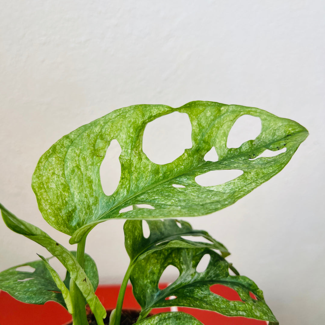 Monstera Adansonii mint - Variegated Monkey Mask