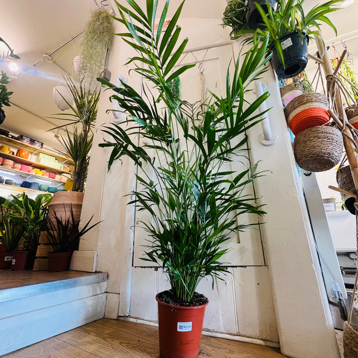 Chamaedorea cataractarum - Cat Palm