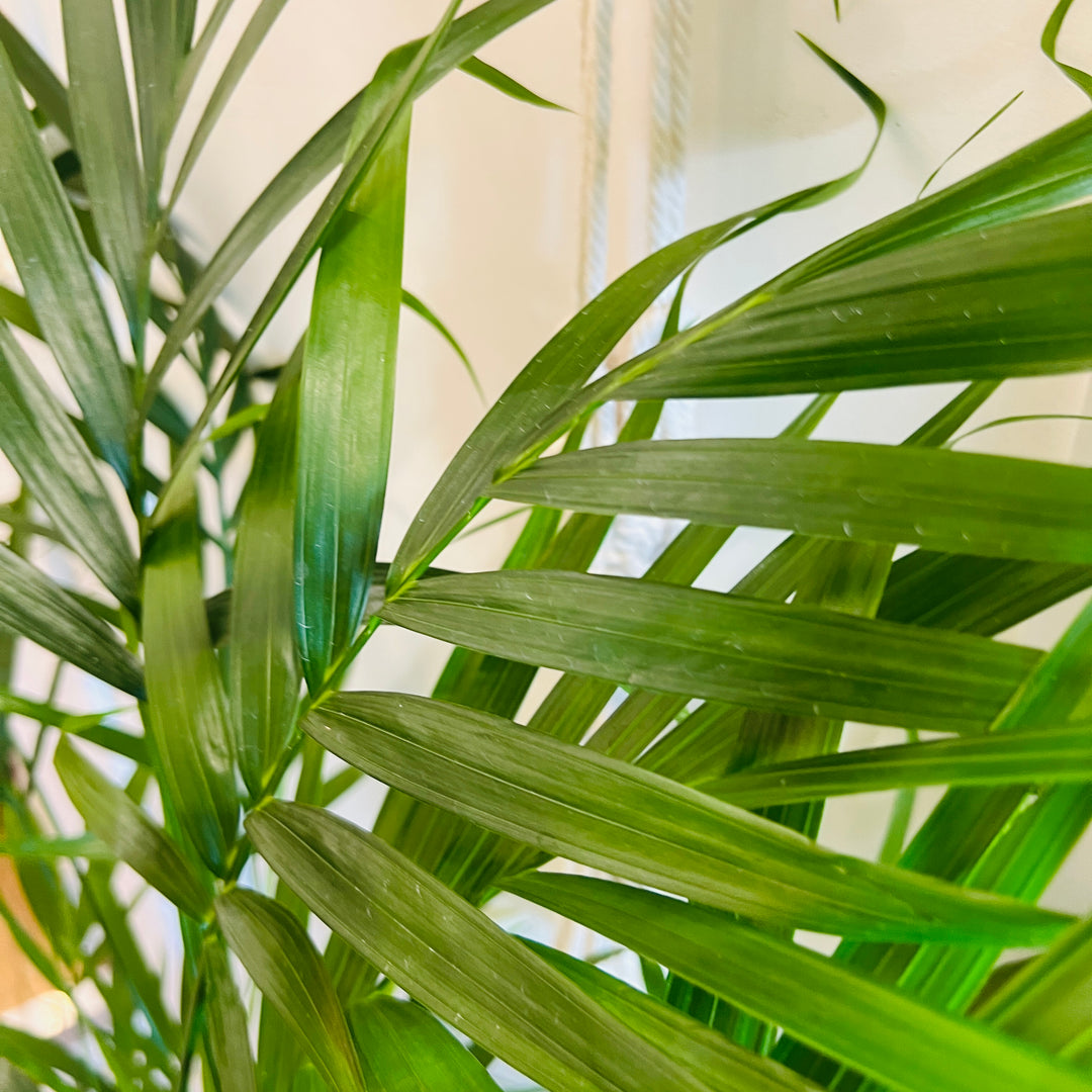 Chamaedorea cataractarum - Cat Palm