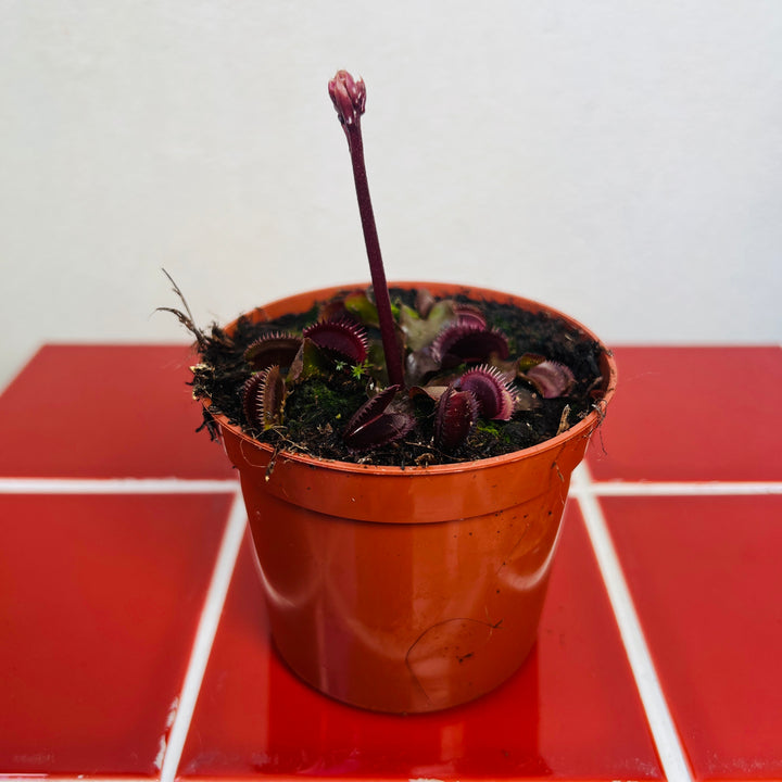 Dionaea muscipula ‘Red Piranha’ – Venus Flytrap