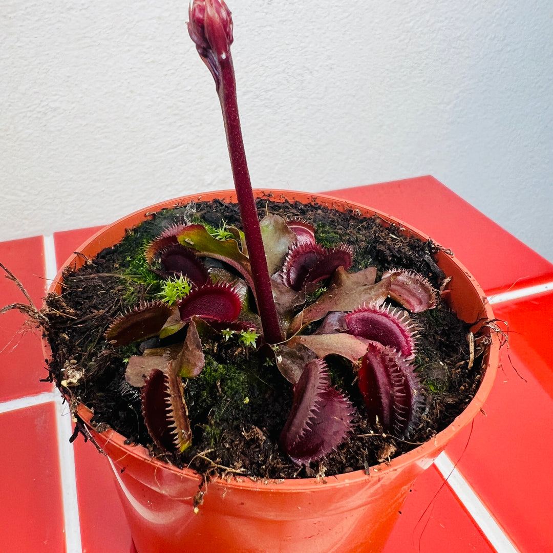 Dionaea muscipula ‘Red Piranha’ – Venus Flytrap