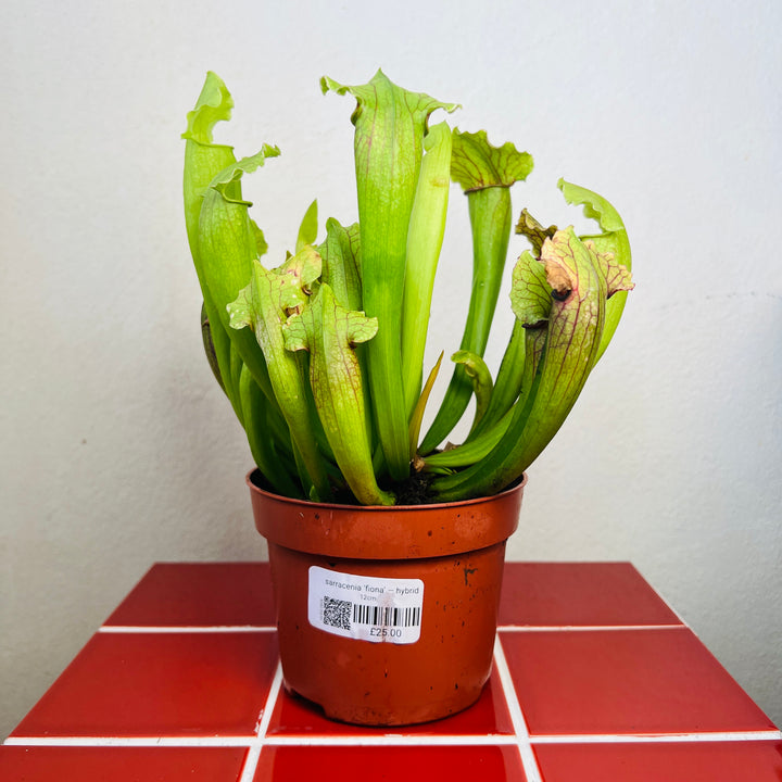 Sarracenia ‘Fiona’ — Hybrid Pitcher Plant