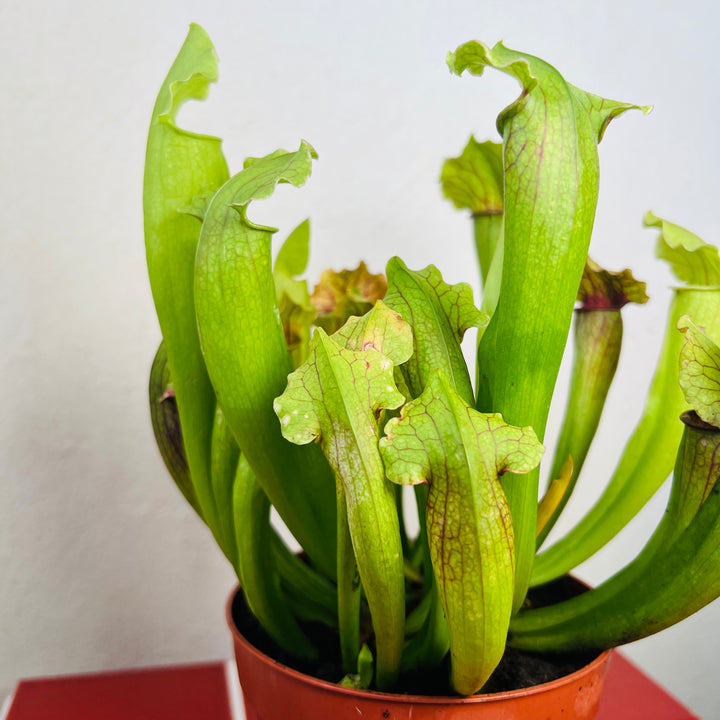 Sarracenia ‘Fiona’ — Hybrid Pitcher Plant