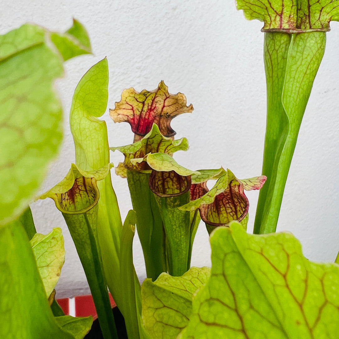Sarracenia ‘Fiona’ — Hybrid Pitcher Plant
