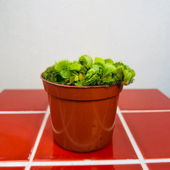 Dionaea muscipula ‘Zipp’ – Venus Flytrap ‘Zipp’