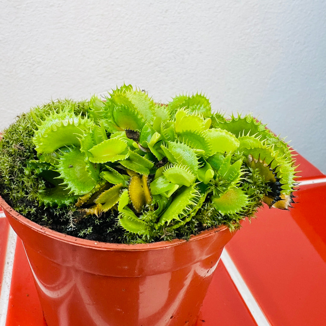 Dionaea muscipula ‘Zipp’ – Venus Flytrap ‘Zipp’