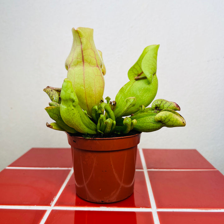 Sarracenia purpurea ssp. venosa — Purple Pitcher Plant
