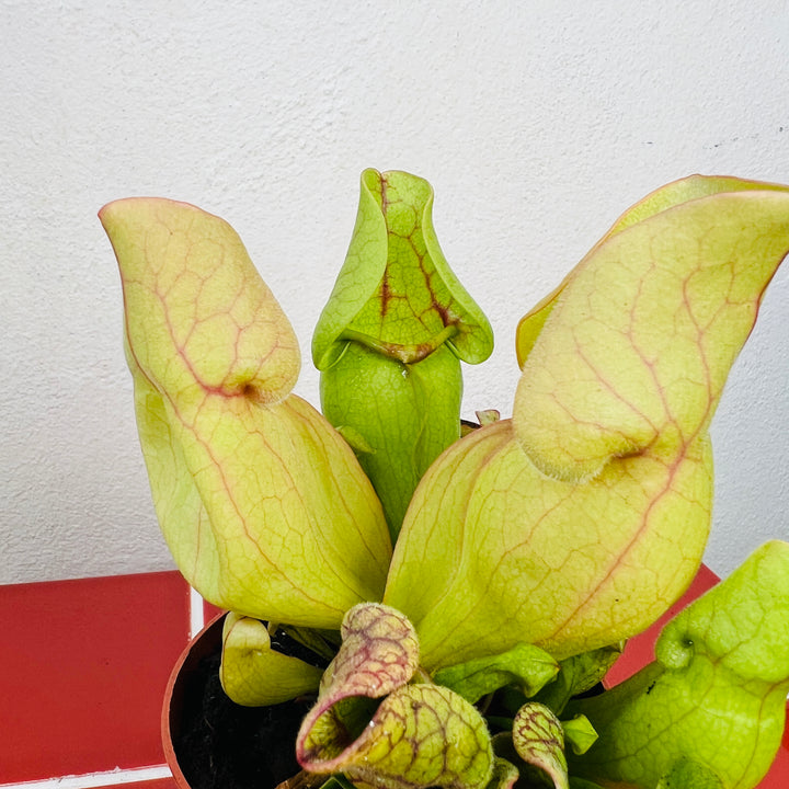 Sarracenia purpurea ssp. venosa — Purple Pitcher Plant