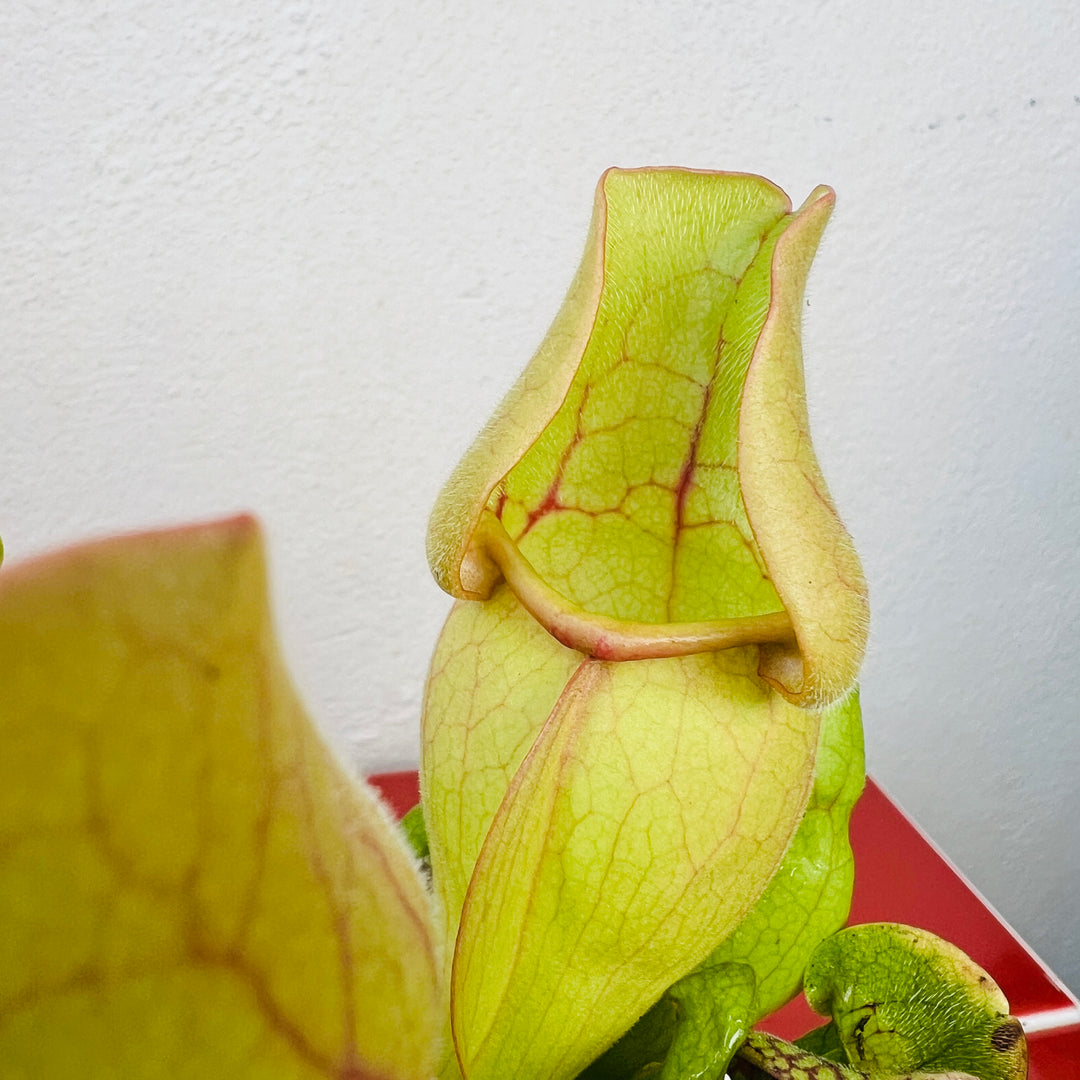 Sarracenia purpurea ssp. venosa — Purple Pitcher Plant