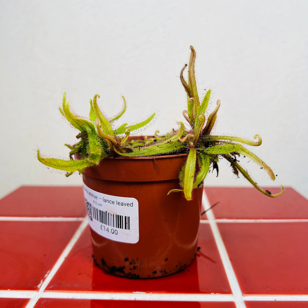 Drosera Adelae – Lance Leaved Sundew
