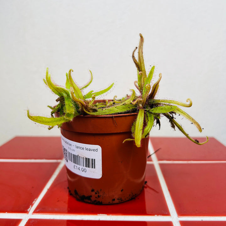 Drosera Adelae – Lance Leaved Sundew