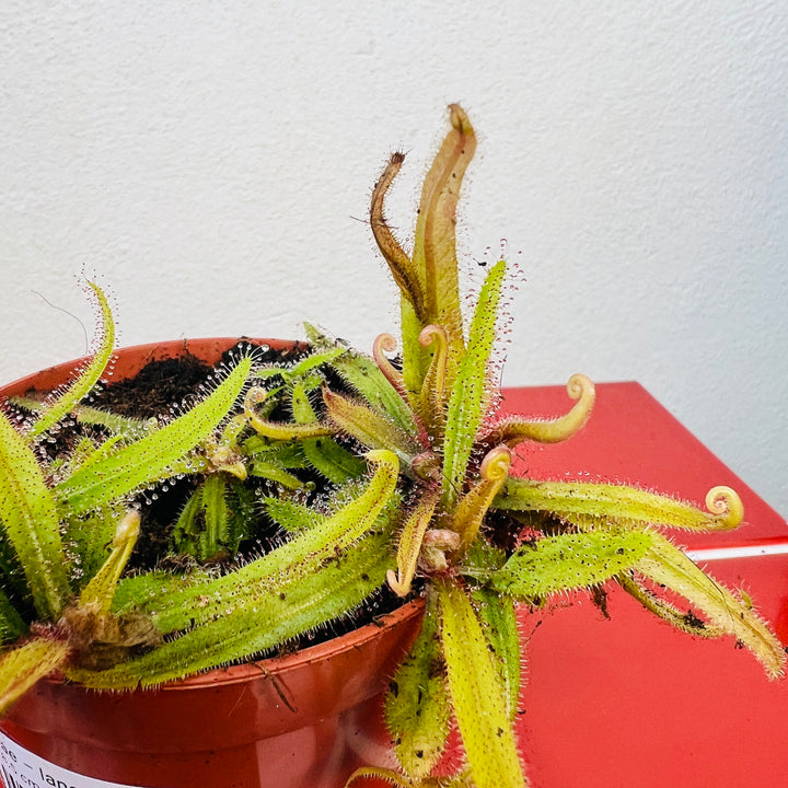 Drosera Adelae – Lance Leaved Sundew
