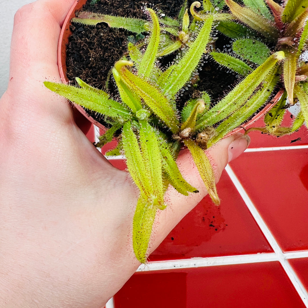 Drosera Adelae – Lance Leaved Sundew