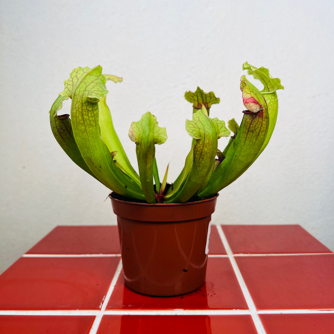 Sarracenia ‘Smoorii’ - Pitcher Plant