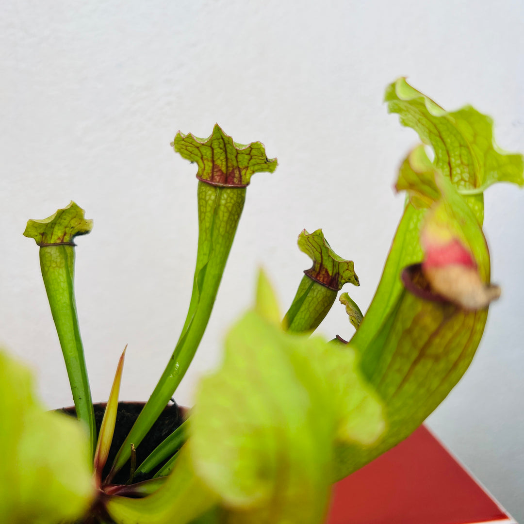 Sarracenia ‘Smoorii’ - Pitcher Plant