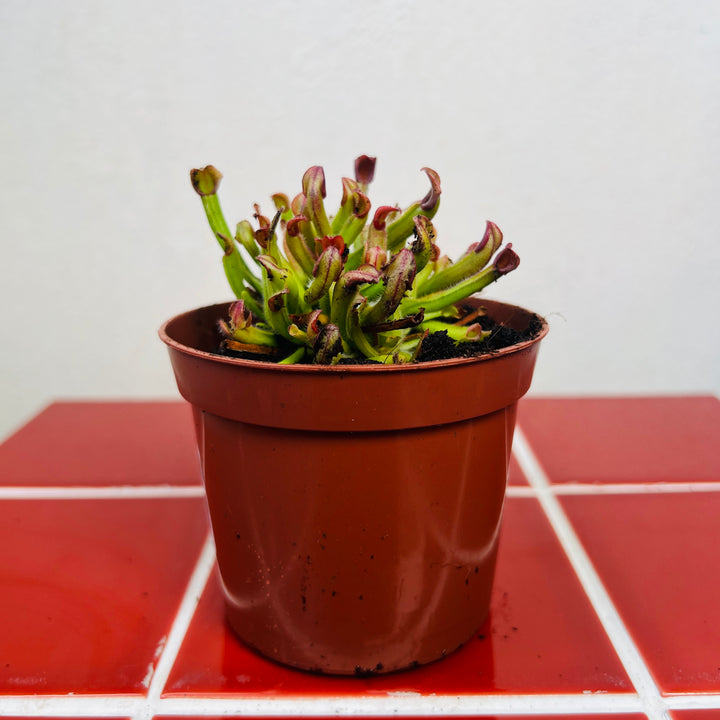 Heliamphora heterodoxa x minor | Sun Pitcher Plant