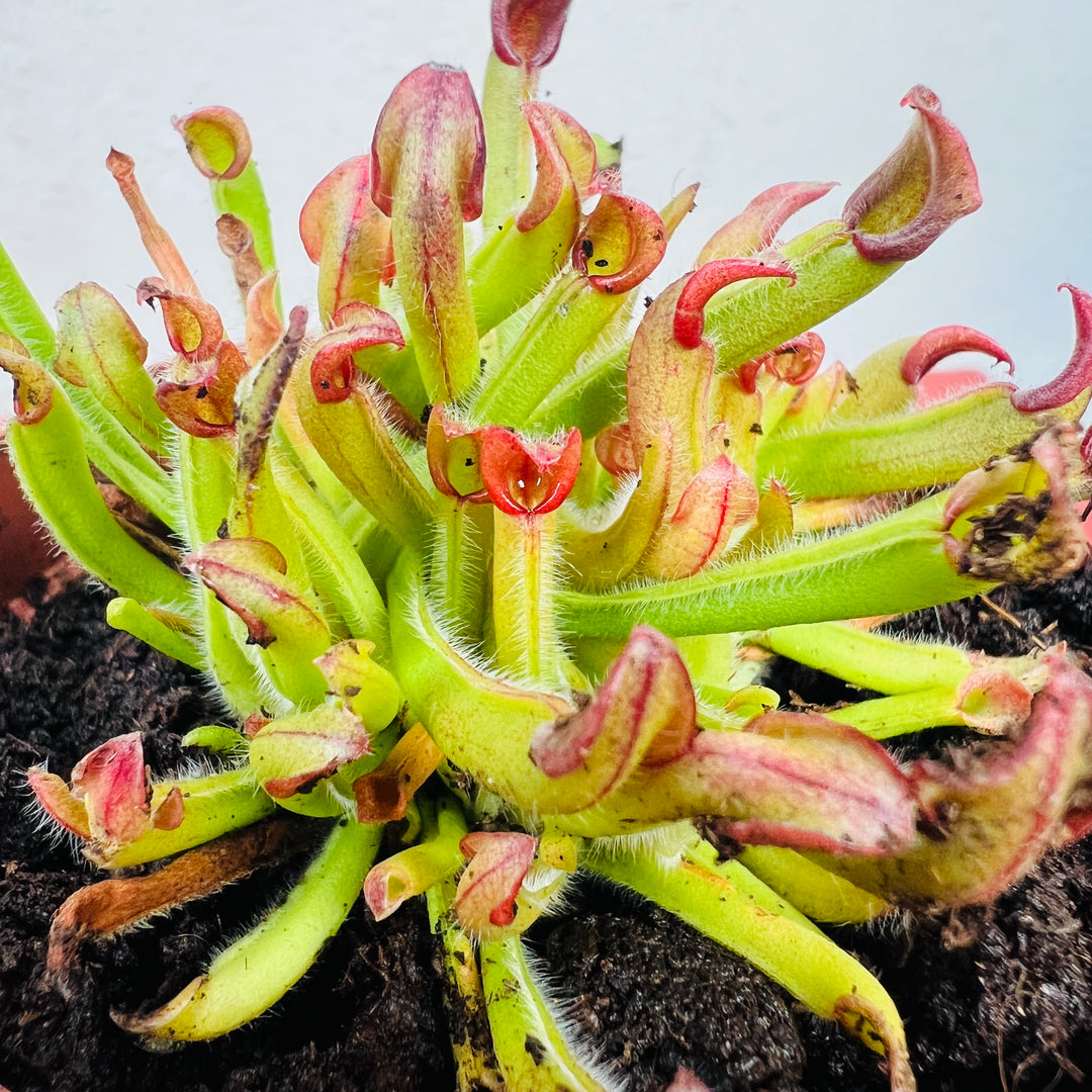 Heliamphora heterodoxa x minor | Sun Pitcher Plant