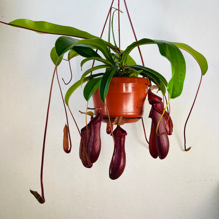 Nepenthes 'Bill'- Monkey Jars