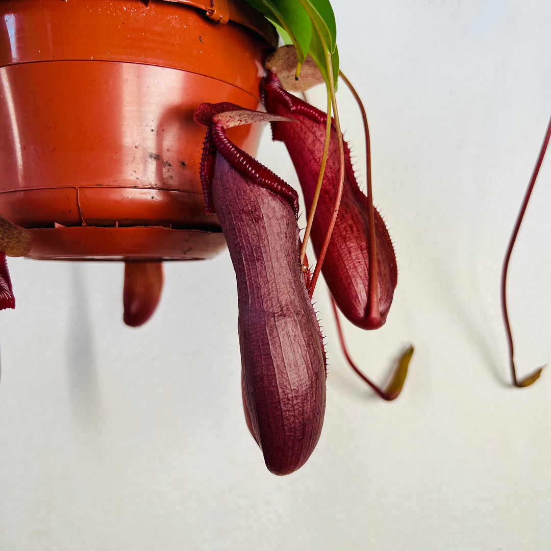Nepenthes 'Bill'- Monkey Jars