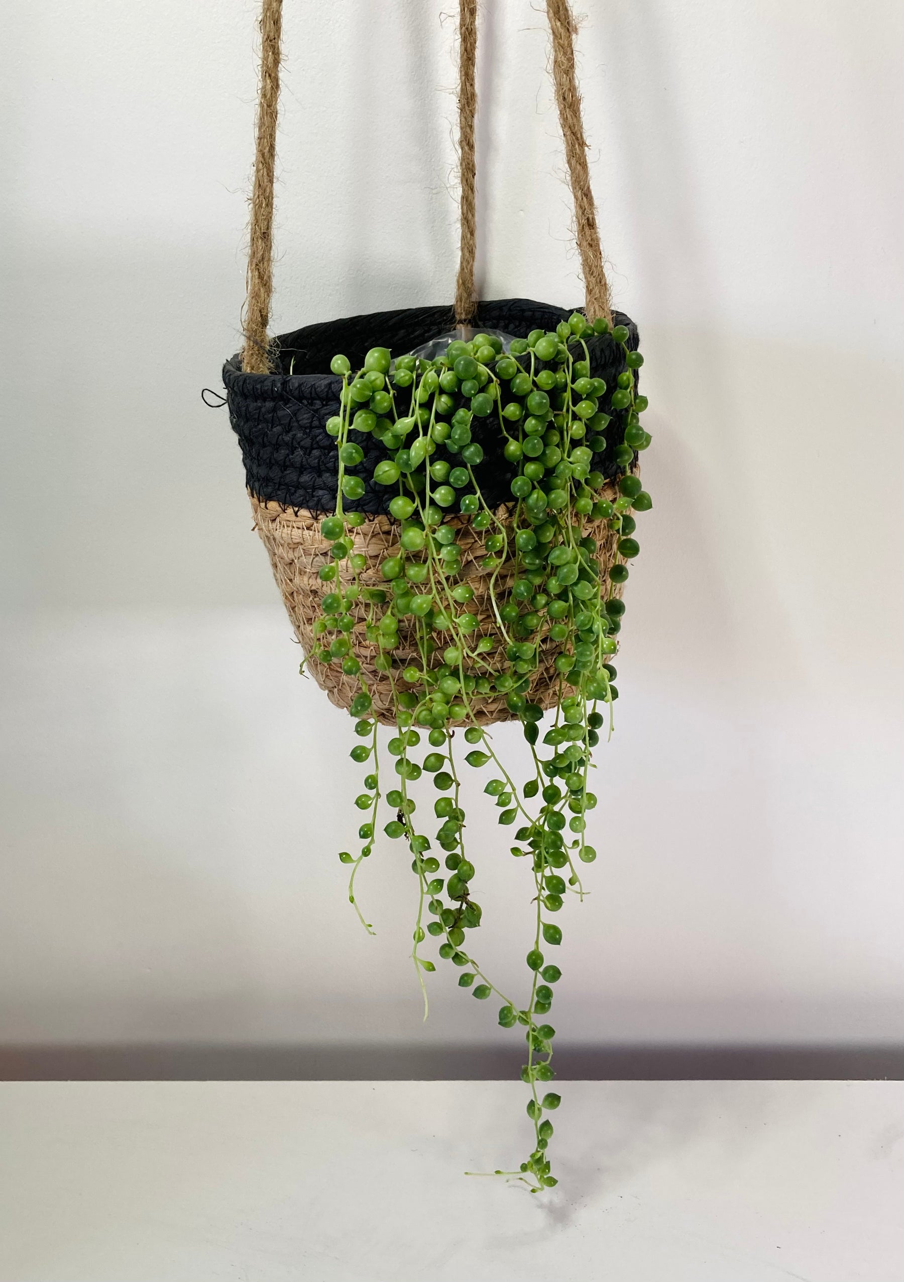 string of pearls house plants Senecio rowleyanus – String of Pearls Succulent