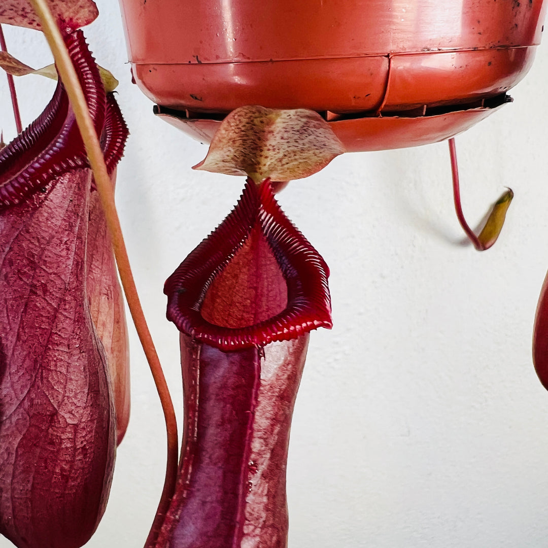 Nepenthes 'Bill'- Monkey Jars
