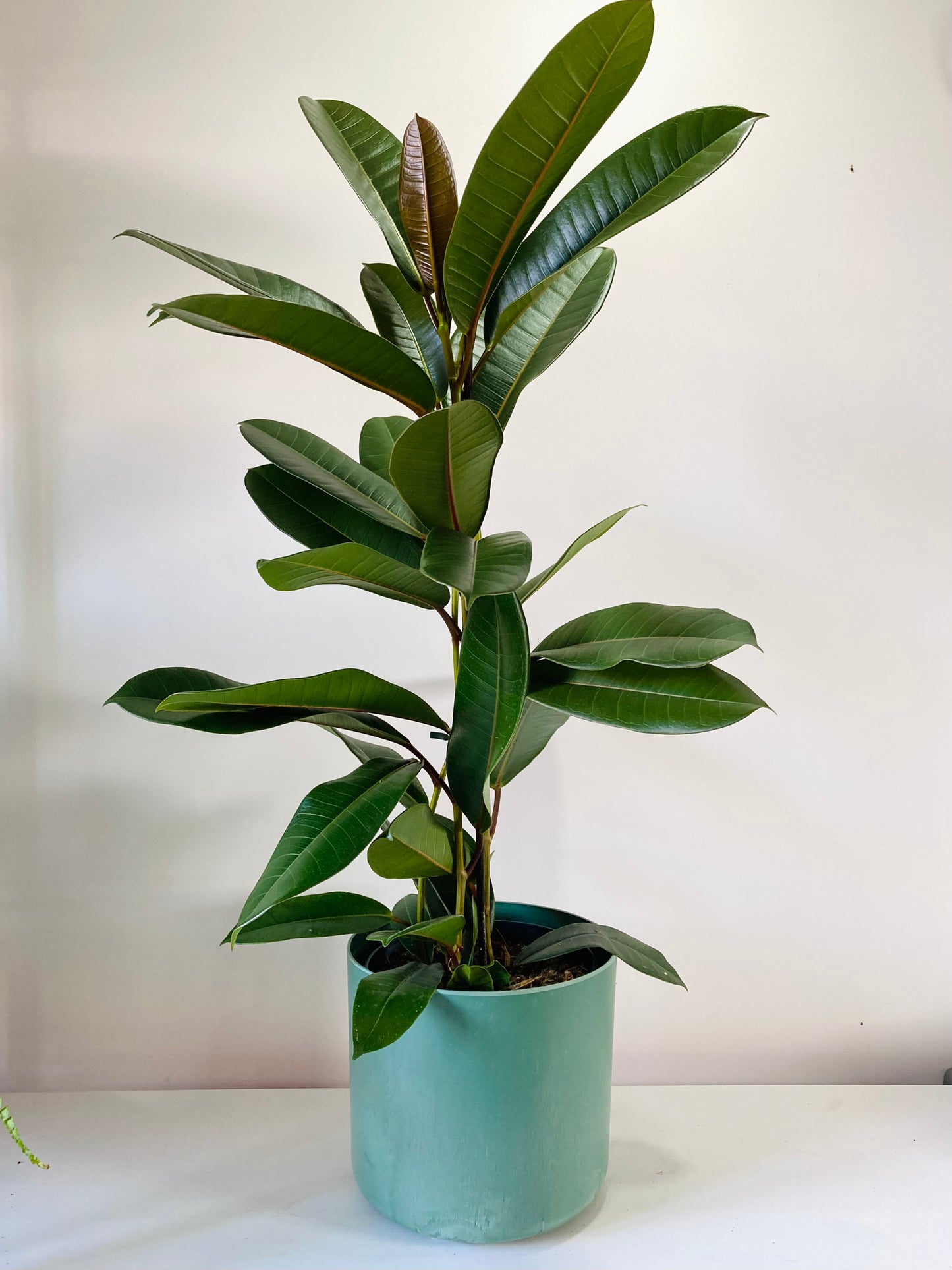 Ficus America Tresor