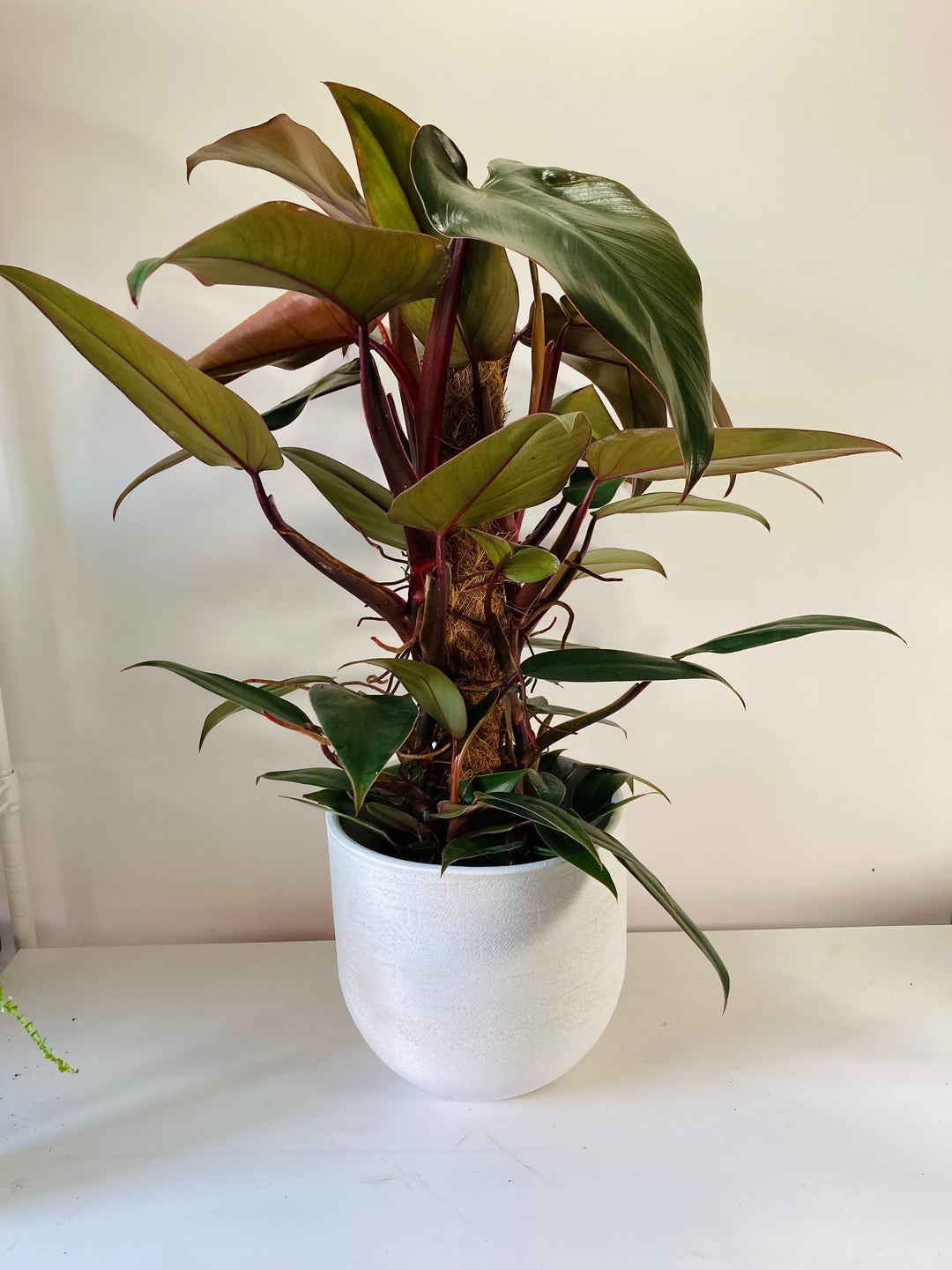 Philodendron Mandaianum