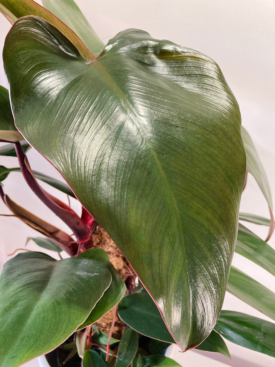 philodendron mandaianum Philodendron Mandaianum – Plant Studio