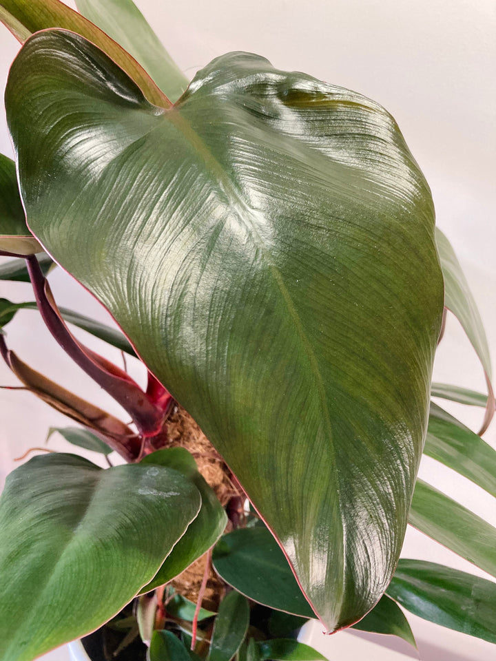Philodendron Mandaianum