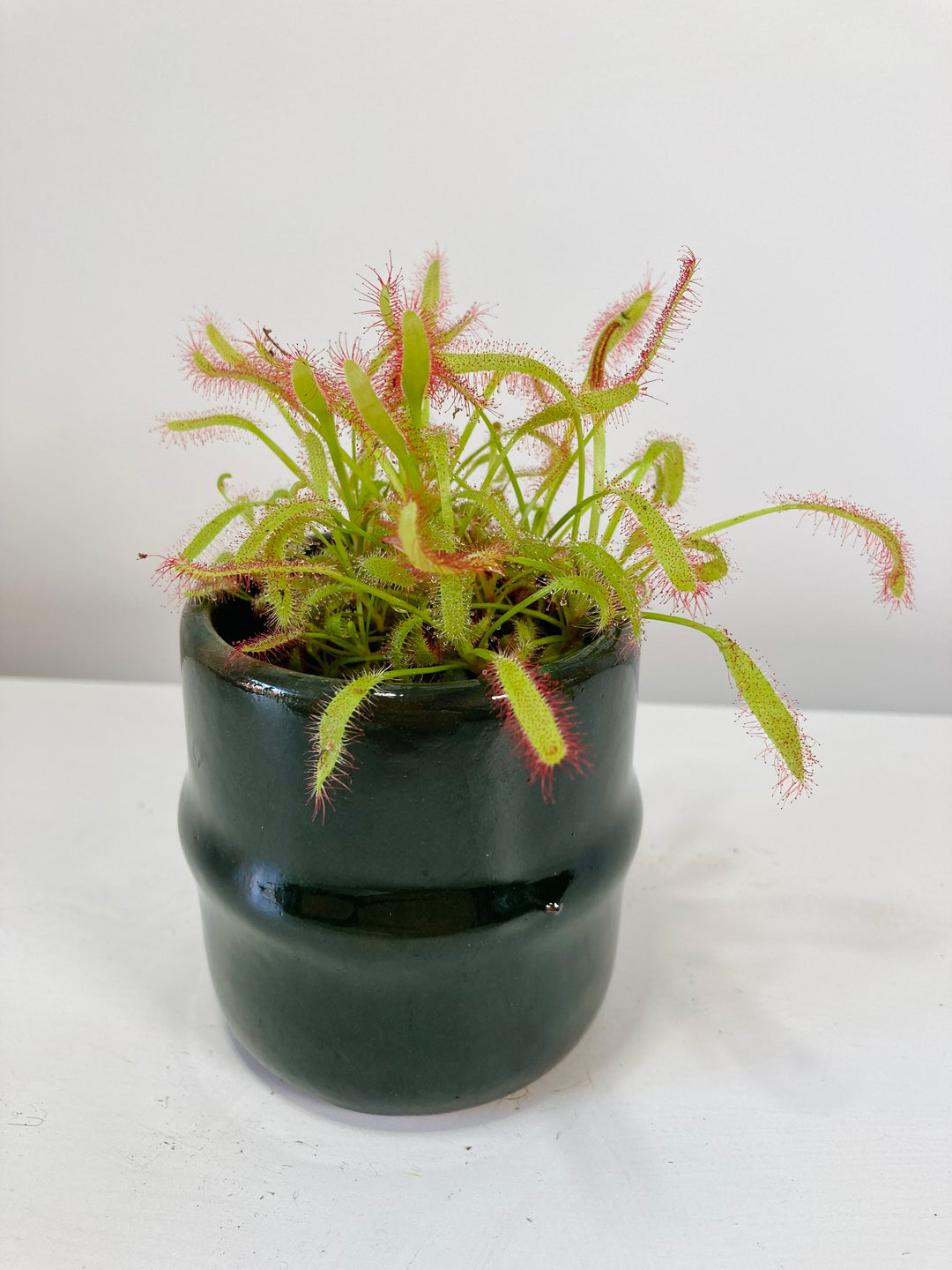 Drosera Capensis - Sundew