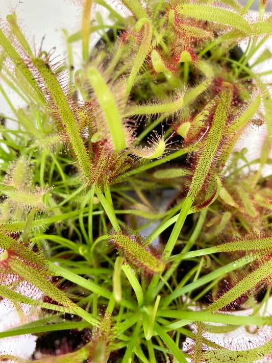 Drosera Capensis - Sundew