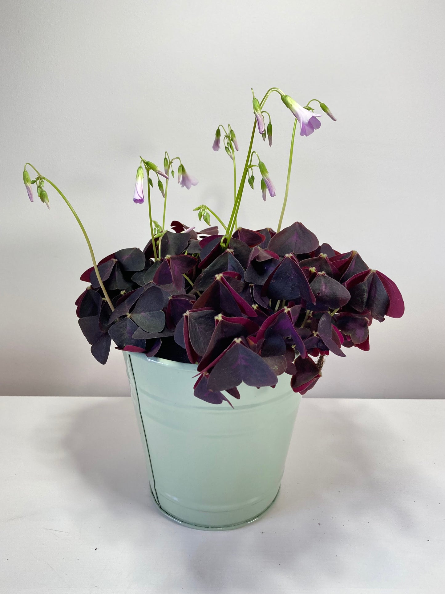 Oxalis Triangularis - False Shamrock