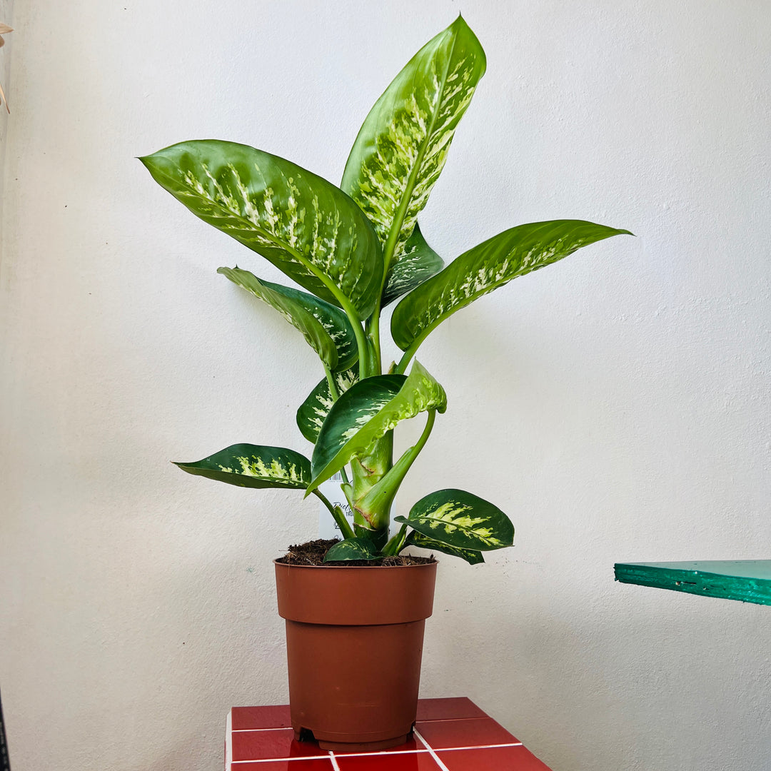 dieffenbachia tropic snow toxic Dieffenbachia 'Tropic Snow' – Variegated Foliage Plant