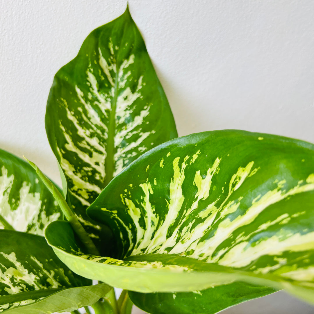 dieffenbachia seguine 'tropic snow' Dieffenbachia 'Tropic Snow' – Variegated Foliage Plant