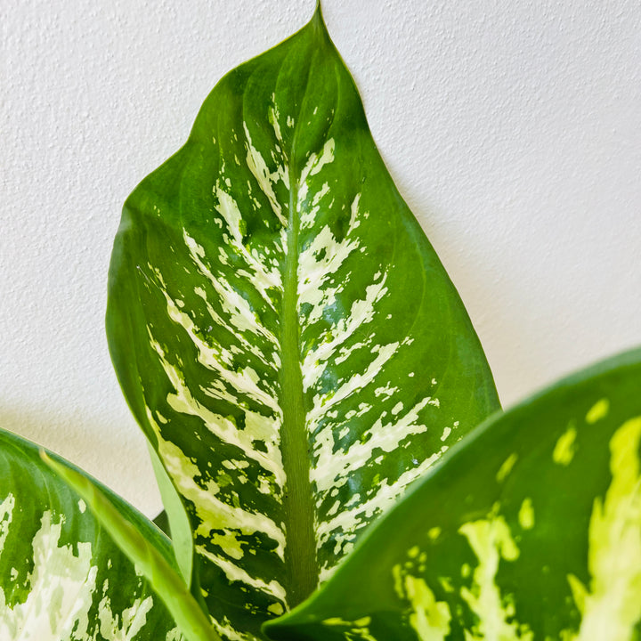 Dieffenbachia Tropic Snow